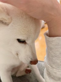 なでなで（画像提供：たまgoさん）