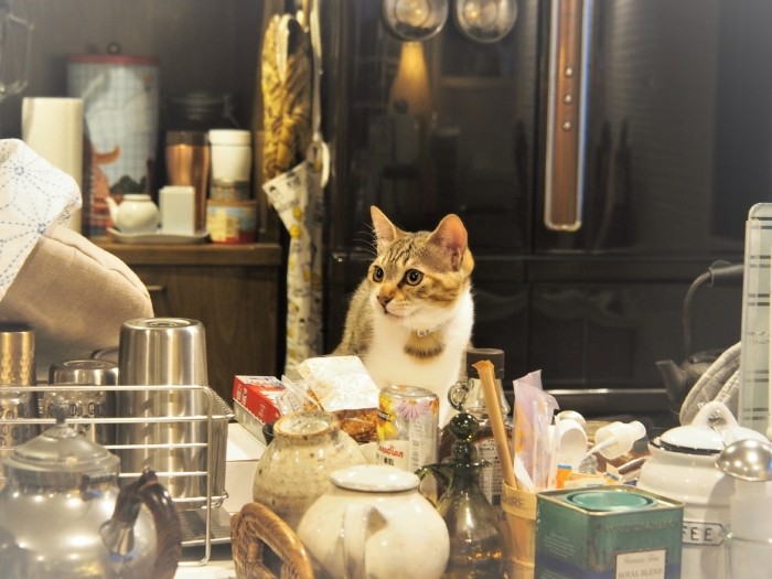 ママに「キッチンテーブルの上はダメ！」と叱られてもへっちゃら