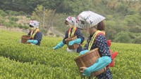 香川県三豊市で行われた一番茶の摘み取り