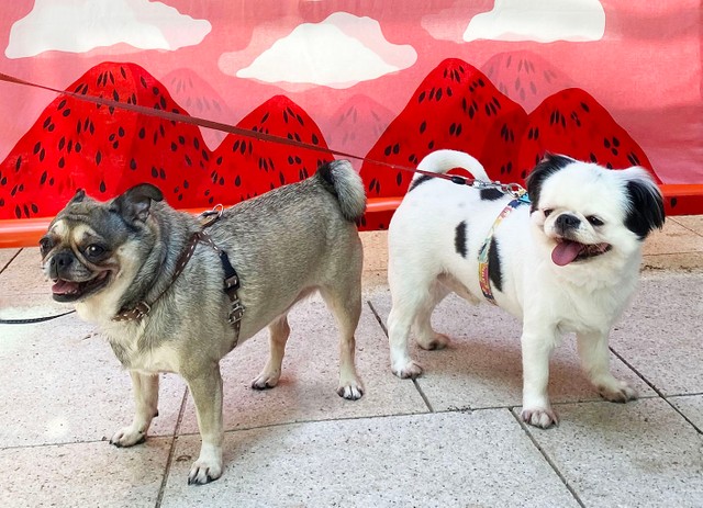 2頭の間には、人間や他のワンコをいっさい入らせない何かがあります