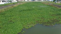 2020年に大繁殖した外来種の水草「ホテイアオイ」【香川県提供】