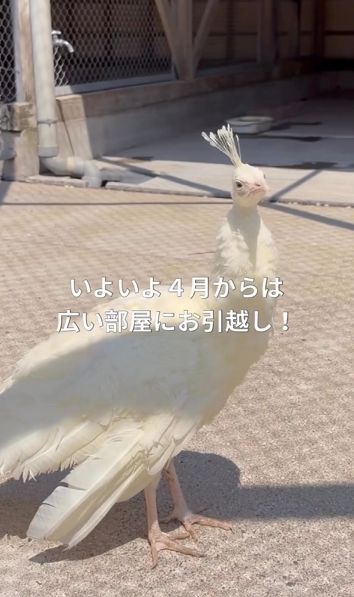 1羽だけ真っ白！数年ぶりに誕生した「白孔雀」のひな 別室で大切に育っ
