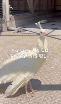 4月に広い部屋に引っ越しして伸び伸びと過ごしている／長崎県川棚町公式アカウント（@kawatana_official）提供