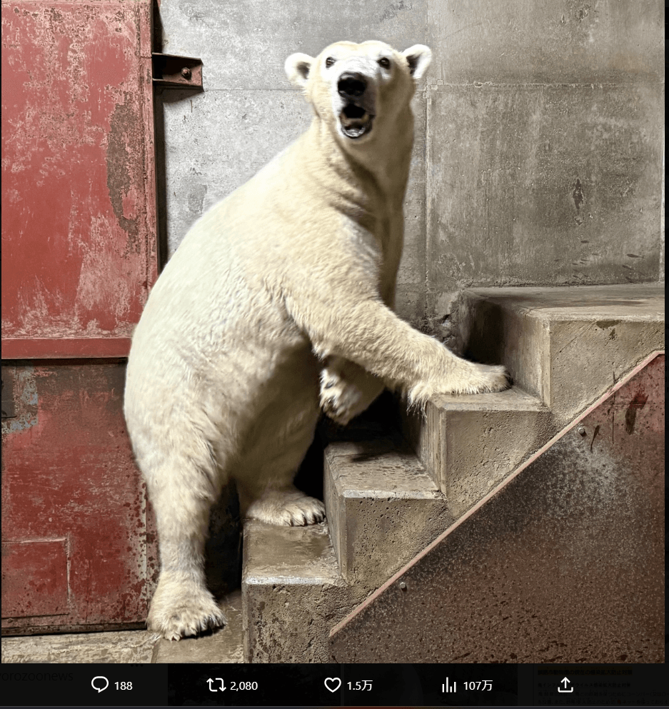 釧路市動物園の公式X（@kushirozoo）より