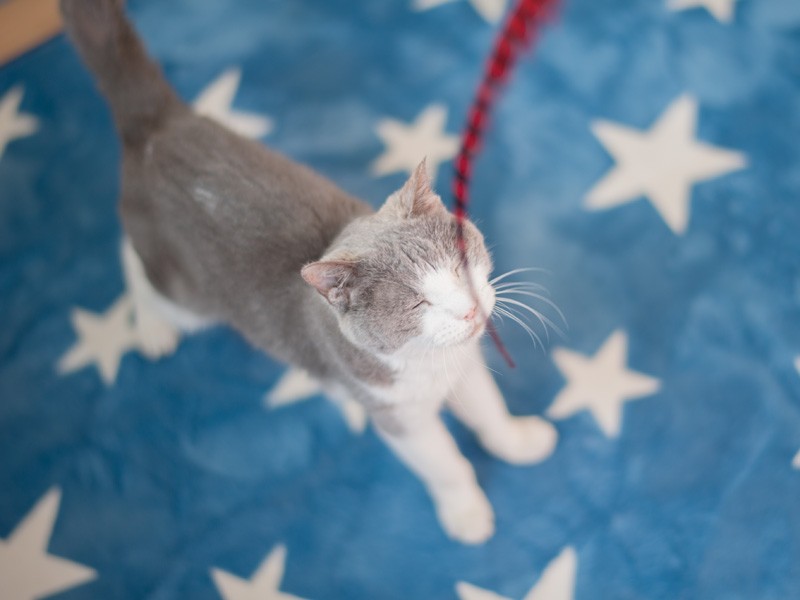 「遊びたいような、眠いような」（小林写函撮影）