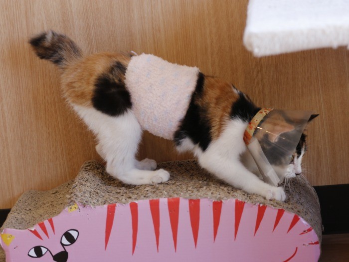 ケージから出してもらえる時間も増えてきた。このあとカラーを外してもらっておおはしゃぎ