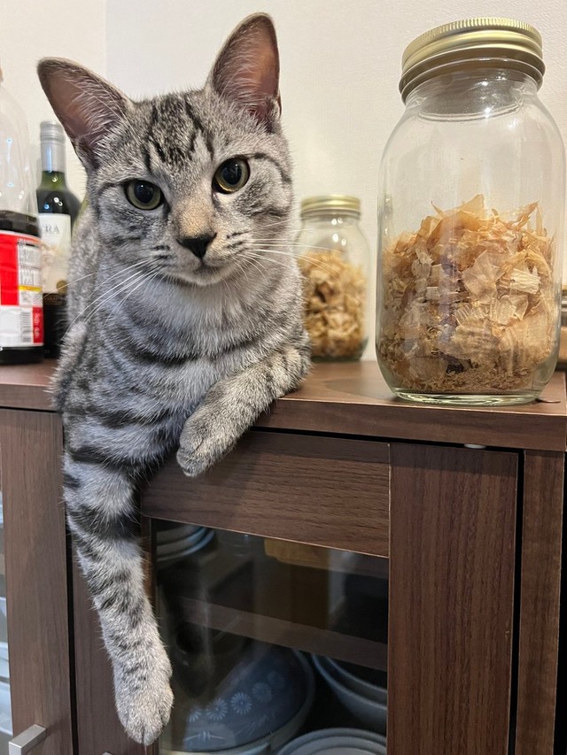 かつおぶし待ち＝ととまるはんみさん（@totomaru_hanmi）提供