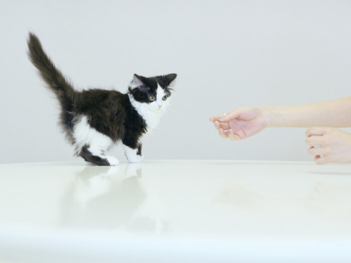 血統書があってもなくても、保護猫でも家猫でも、猫は猫。人が適正に飼育して、生涯幸せにしてあげるべき存在だ。