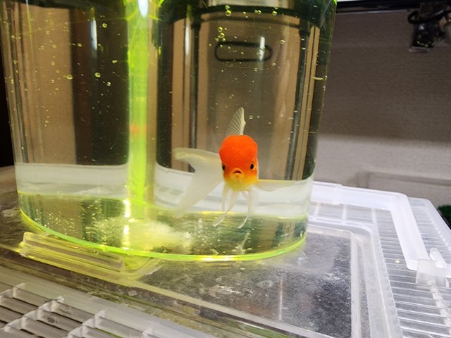 じゃがいもいんこさんに救出された金魚（じゃがいもいんこさん提供）
