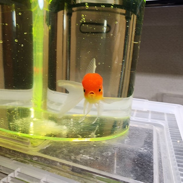 じゃがいもいんこさんに救出された金魚（じゃがいもいんこさん提供）