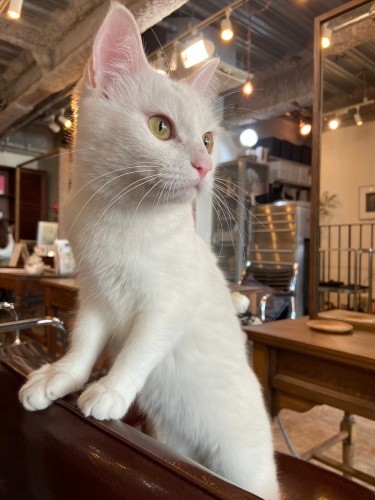 外を眺めるリリィちゃんに誘われ来店する方も