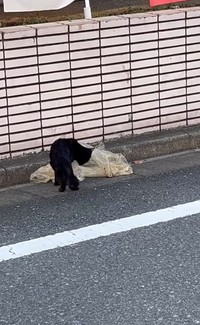 ゴミ袋の汁をなめていたという黒猫のいとちゃん（アクノアさん提供、Instagramよりキャプチャ撮影）