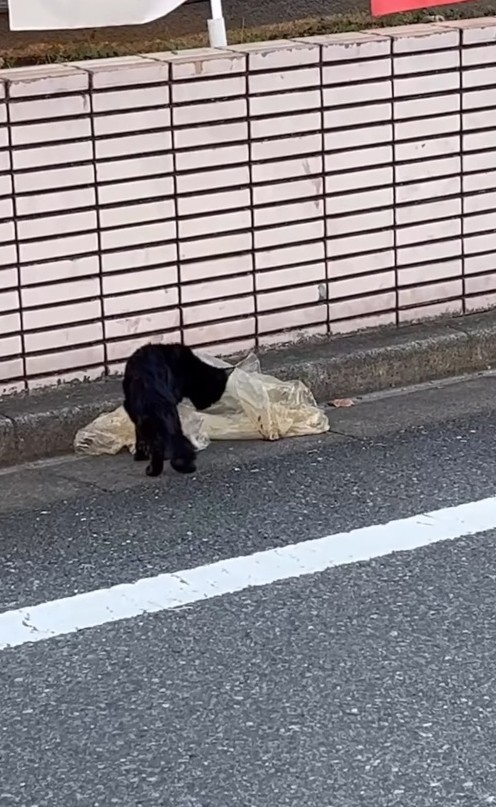 ゴミ袋の汁をなめていたという黒猫のいとちゃん（アクノアさん提供、Instagramよりキャプチャ撮影）