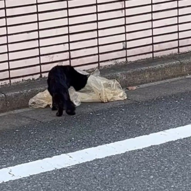 ゴミ袋の汁をなめていたという黒猫のいとちゃん（アクノアさん提供、Instagramよりキャプチャ撮影）
