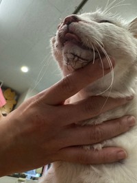 一命を取り留めて、下顎の手術をしたという（「さとう＠猫ぼっこ」さん提供）