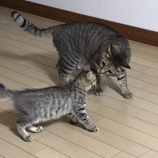 初対面。しろはぐいぐいチャーに近づいた　（提供写真）