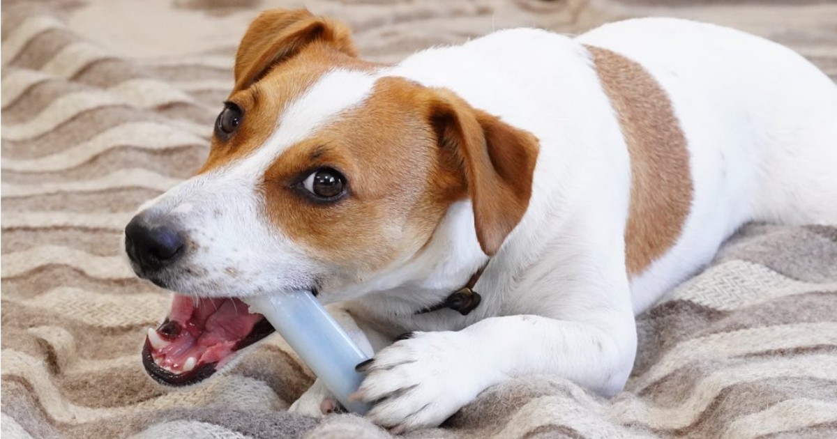 ボーンをカミカミ この時間が至福なのです ジャックラッセルテリア Eve 犬 猫との幸せな暮らしのためのペット情報サイト Sippo