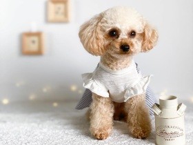 シニア犬も飼い主もトイプー「うみ」のおかげで　さらにイキイキ