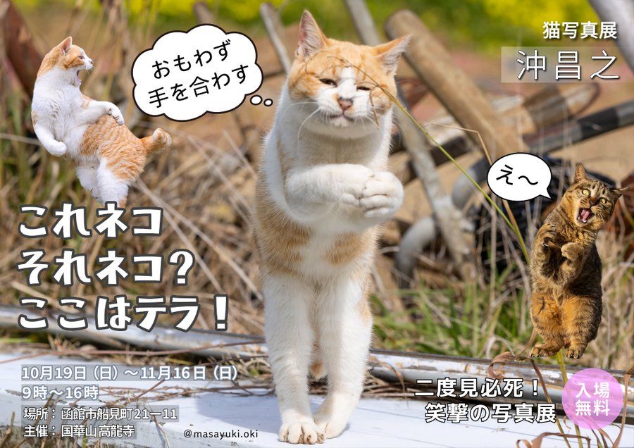 子猫が母猫に「フライングボディアタック」 必殺技をとらえた瞬間に