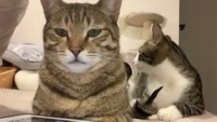 らん丸くん、しっぽがハンダゴテみたいになってますよ！！（提供：とらまるらんまるさん）