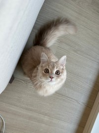 大きな瞳でまっすぐに見上げてきます！（画像提供：きなこくん）