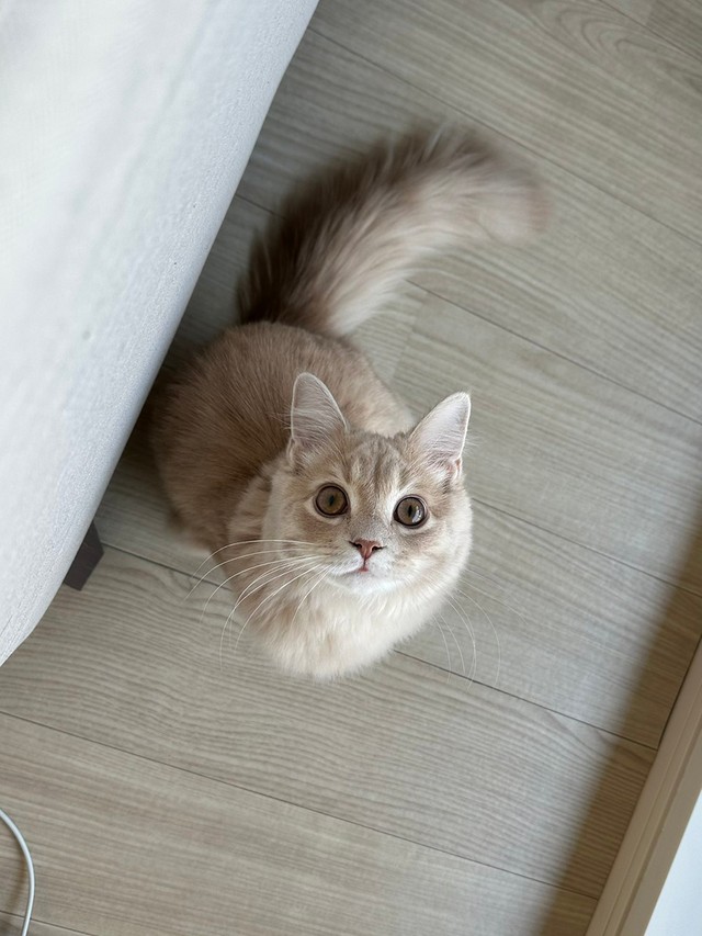 大きな瞳でまっすぐに見上げてきます！（画像提供：きなこくん）