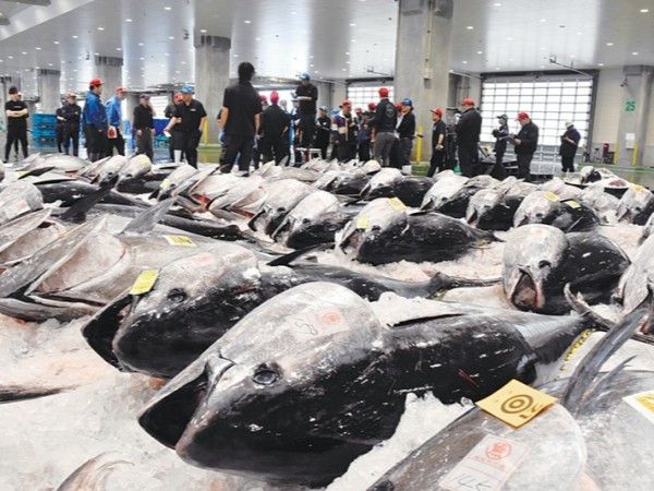 超希少 我流工房 ブラックフォース 195S クロマグロに 水平スローシンキング クロマグロ漁獲枠増 決まらず ｜ 朝日小学生新聞 | 朝日中高生新聞