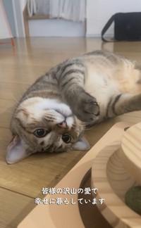 今では元気に遊べます（「迷い猫てんちゃん┃Ten」さん提供、Instagramよりキャプチャ撮影）