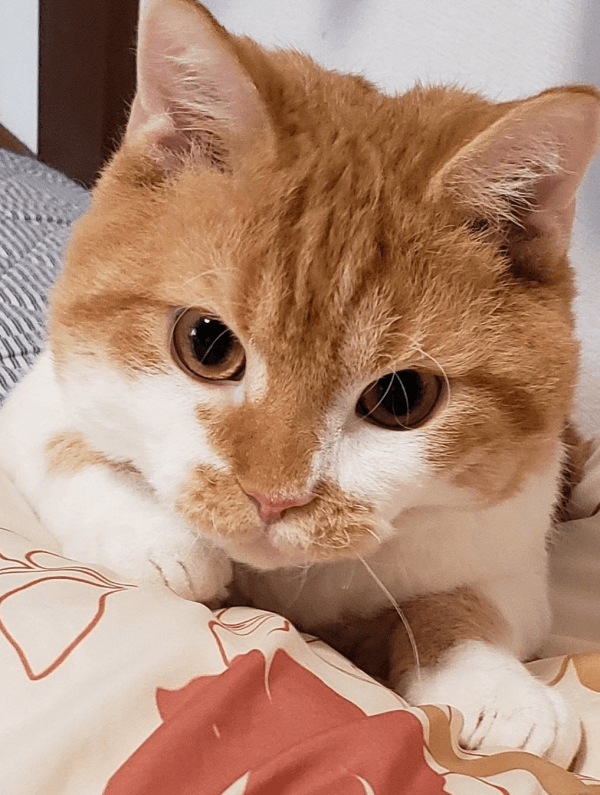 4年前、あどけない表情が愛らしいもやしくん（画像提供：ラムキンのもやし君）