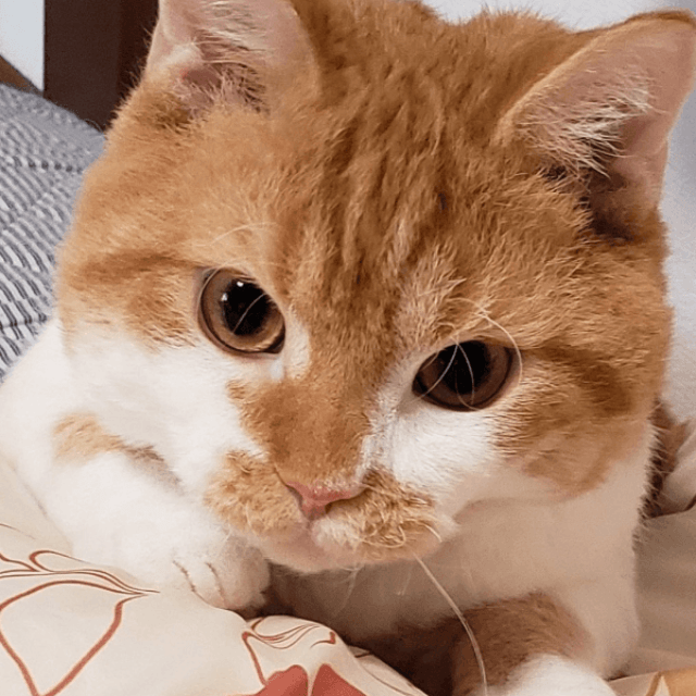 4年前、あどけない表情が愛らしいもやしくん（画像提供：ラムキンのもやし君）