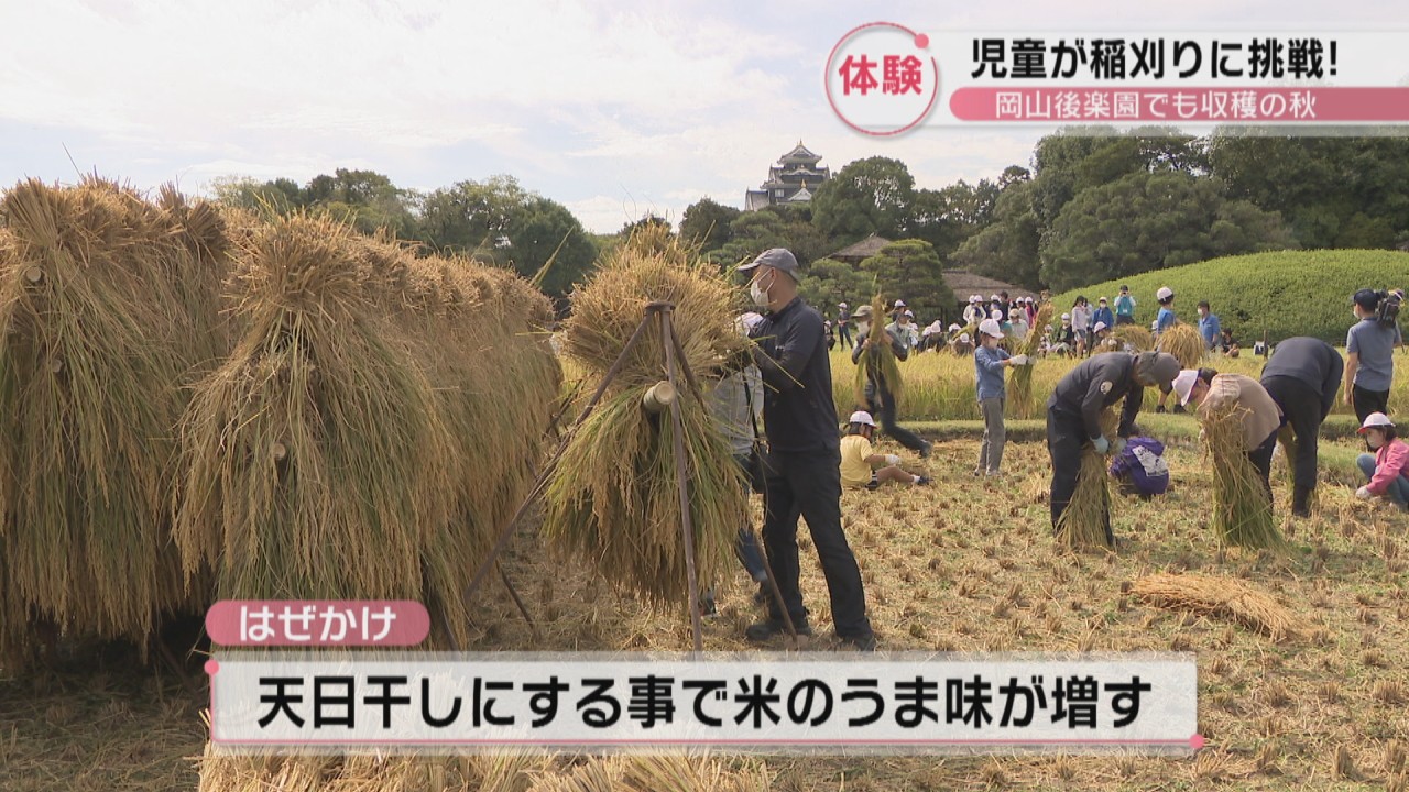 小学生が岡山後楽園で稲刈り体験 今回の収穫で100kgほどのもち米ができる予定 Ksbニュース Ksb瀬戸内海放送