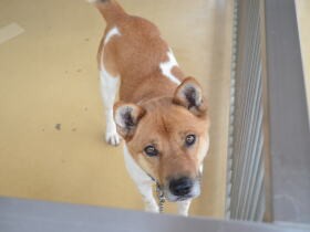 収容した犬や猫たちを譲渡につなげるために　茨城県動物指導センターの取り組み