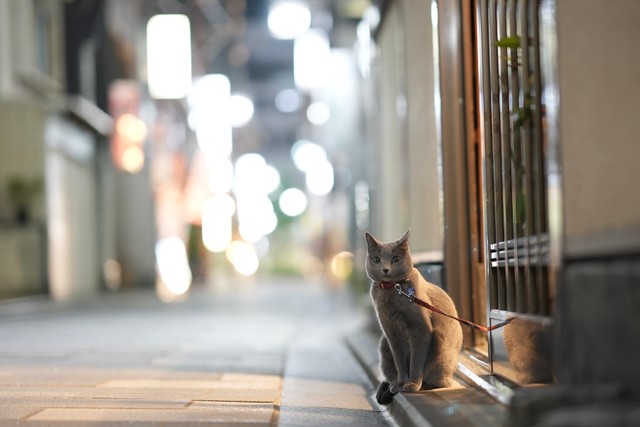 夜は玄関前で道ゆく人を眺めるのが日課