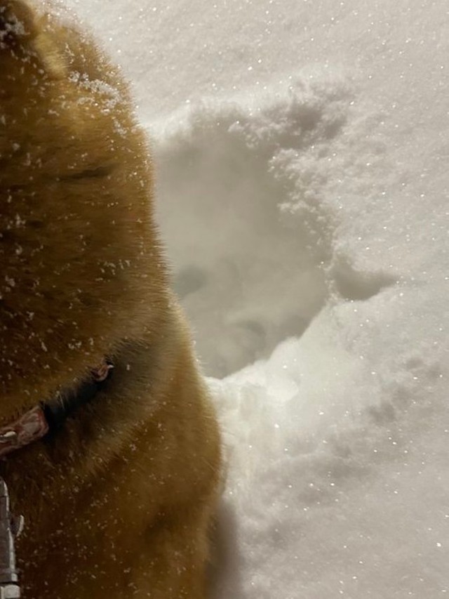 耳の跡までくっきり刻まれた雪の「柴犬スタンプ」。よく見ると「鼻」の跡まで！（提供：柴犬ハルさん @shibaharu_）