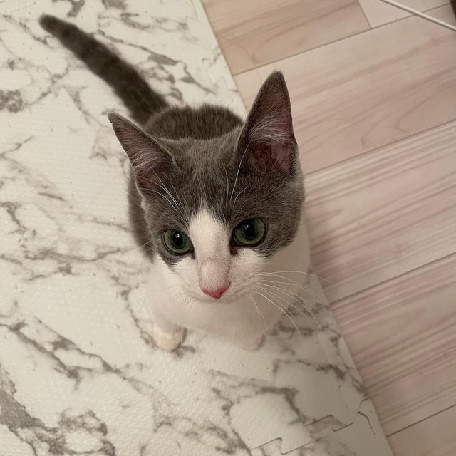 お家に来た頃。最初は臆病だった。