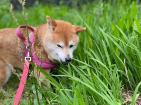 愛犬のその症状、別の原因かも　東洋医学の未病治療とアンチエイジングのツボを紹介