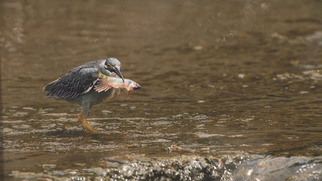 サギの仲間「ササゴイ」