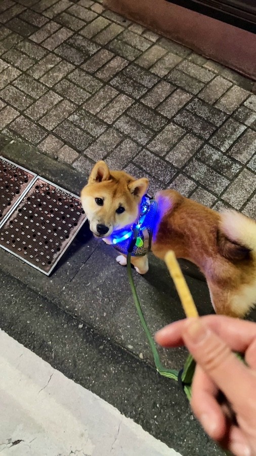 拾い食い防止策のひとつとして、飼い主さんが手にした「犬用のおやつ」に注目しながら散歩をするぱんくん（画像提供：柴犬ぱん さん）