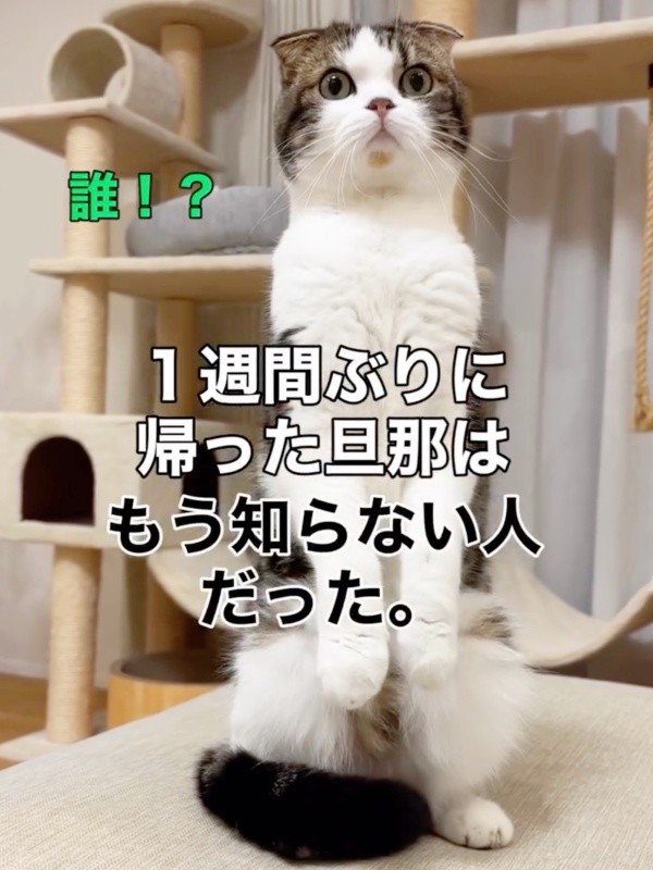 パパを「知らない人」と思い、二足立ちになってガン見するこたろうくん（画像提供：こたとつーちゃんと時々おたまさん）