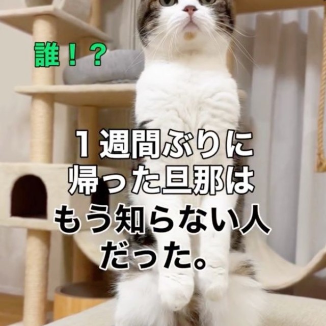 パパを「知らない人」と思い、二足立ちになってガン見するこたろうくん（画像提供：こたとつーちゃんと時々おたまさん）