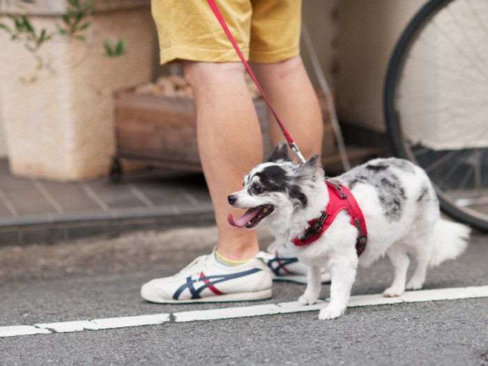 「ねえお父さん、たまには別のレストランにすれば」（小林写函撮影）