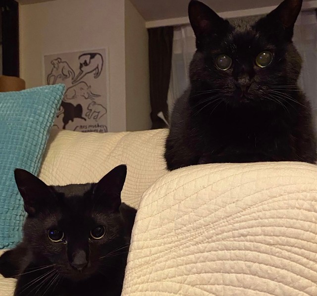 運動会の後は、黒猫会議が実施されることもあります