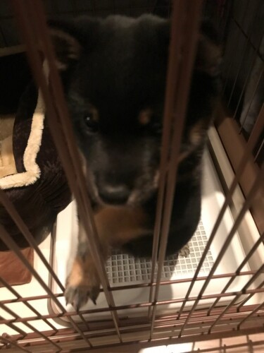 ケージの中ではキュンキュン鳴きが収まらず……（お父さん提供）