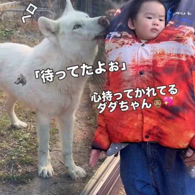 パパを見つめる姿が可愛すぎる♡（提供：＠bokumarleyさん）
