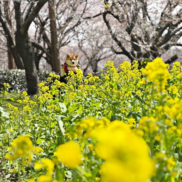 桜の花を背景に、菜の花とろくくんの素敵なショット（画像提供：柴犬 ろくさん）