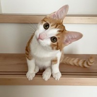 何かにつけて首を傾げるクセがある。