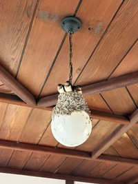 明らかにグラグラしそうな場所につくられた鳥の巣 ※sin有機化学さん提供