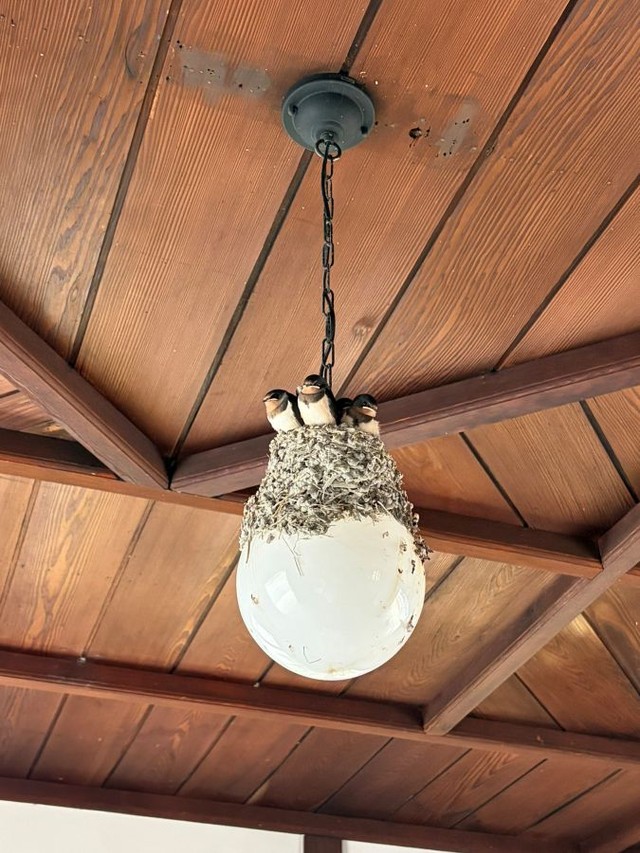 明らかにグラグラしそうな場所につくられた鳥の巣 ※sin有機化学さん提供