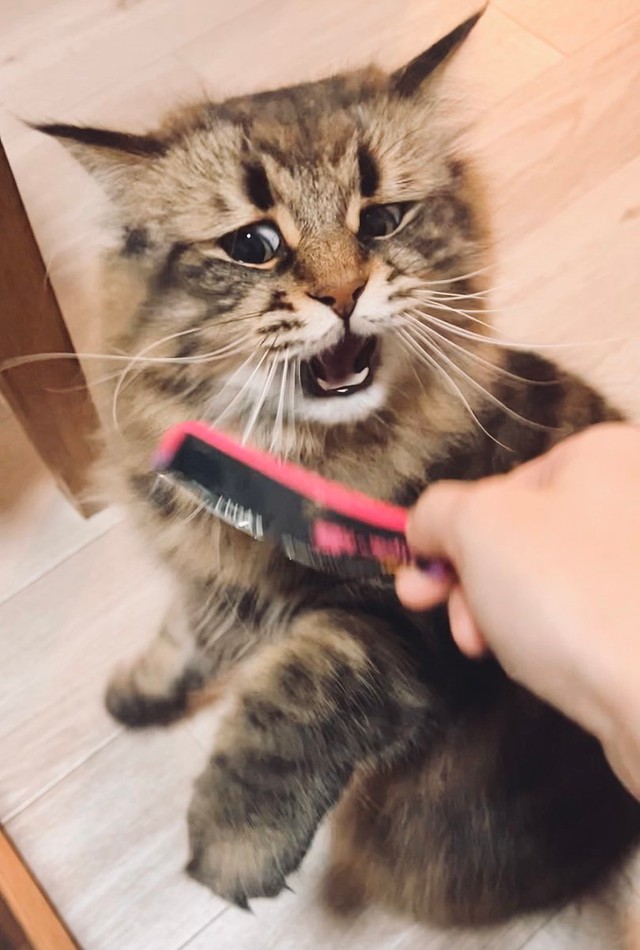 ちょっと！大切なヒゲを切らないでよ＝ヤマネコさん（@ymnc_rf）提供