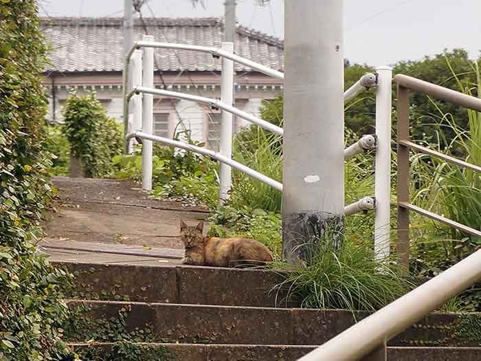 曲がりくねった迷路のような階段に猫の姿が